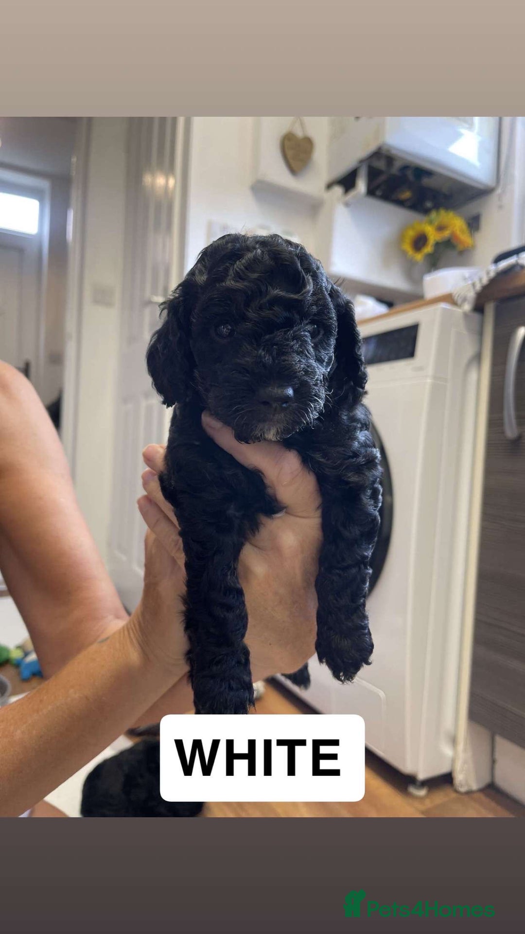 Cockapoo dogs for sale: Beautiful F1B Cockerpoos🐶 - Image 16