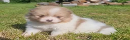 Pomeranian dogs for sale: 🐾🌟 Beautiful Pomeranian Puppies 🌟🐾 - Advert 23