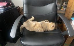 Scottish Fold cats for sale: Gizmo  - Image 5