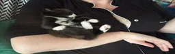Mixed Breed cats for sale: Black and white kittens for sale in Weymouth - Advert 9