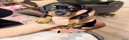 Miniature Dachshund dogs for sale: STUNNING MINIATURE DACHSHUND PUPPIES in Bushey - Advert 3