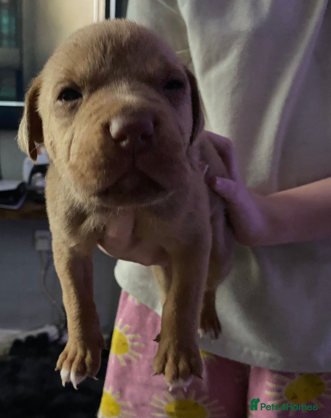 Mixed Breed dogs for sale: Cane corso x  - Image 7