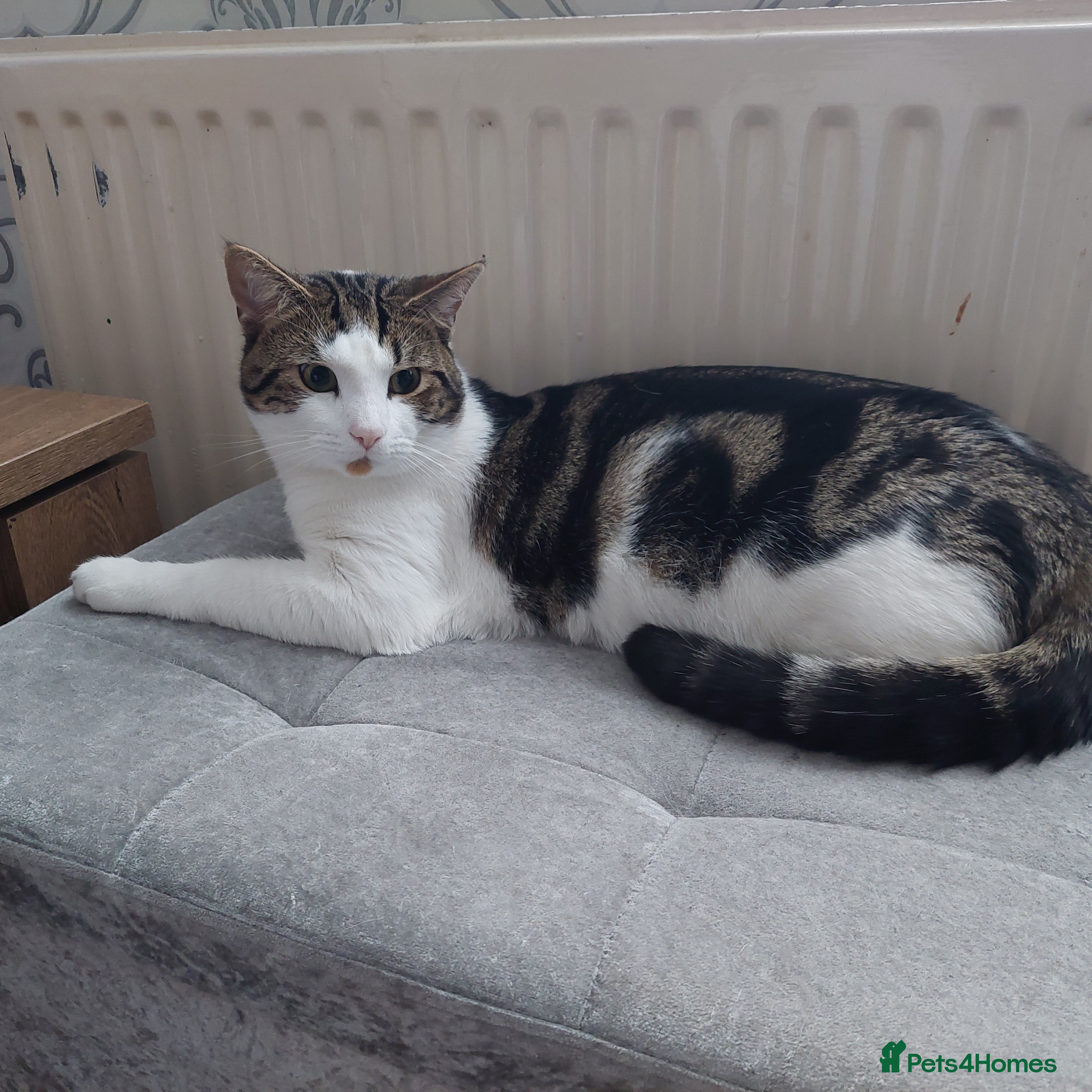 Mixed Breed cats Baraka - Advert 1