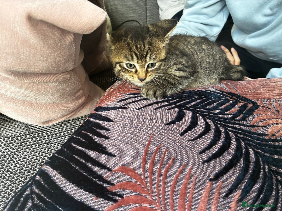 Mixed Breed cats for sale: 4 male kittens  - Advert 5