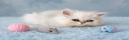 Persian cats for sale: Confident Pure bred silver chinchilla Persian - Advert 2