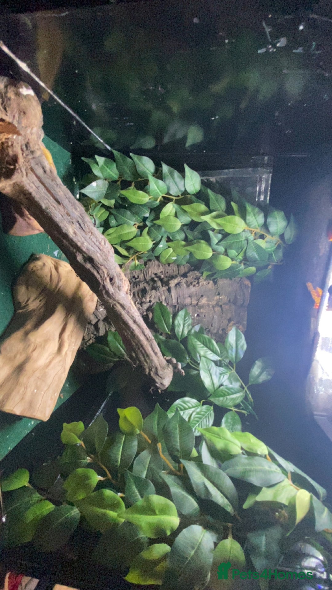Gecko reptiles for sale: Crested gecko  - Image 1