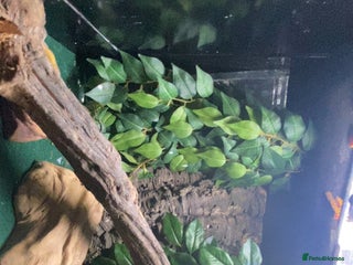 Gecko reptiles - Advert 21