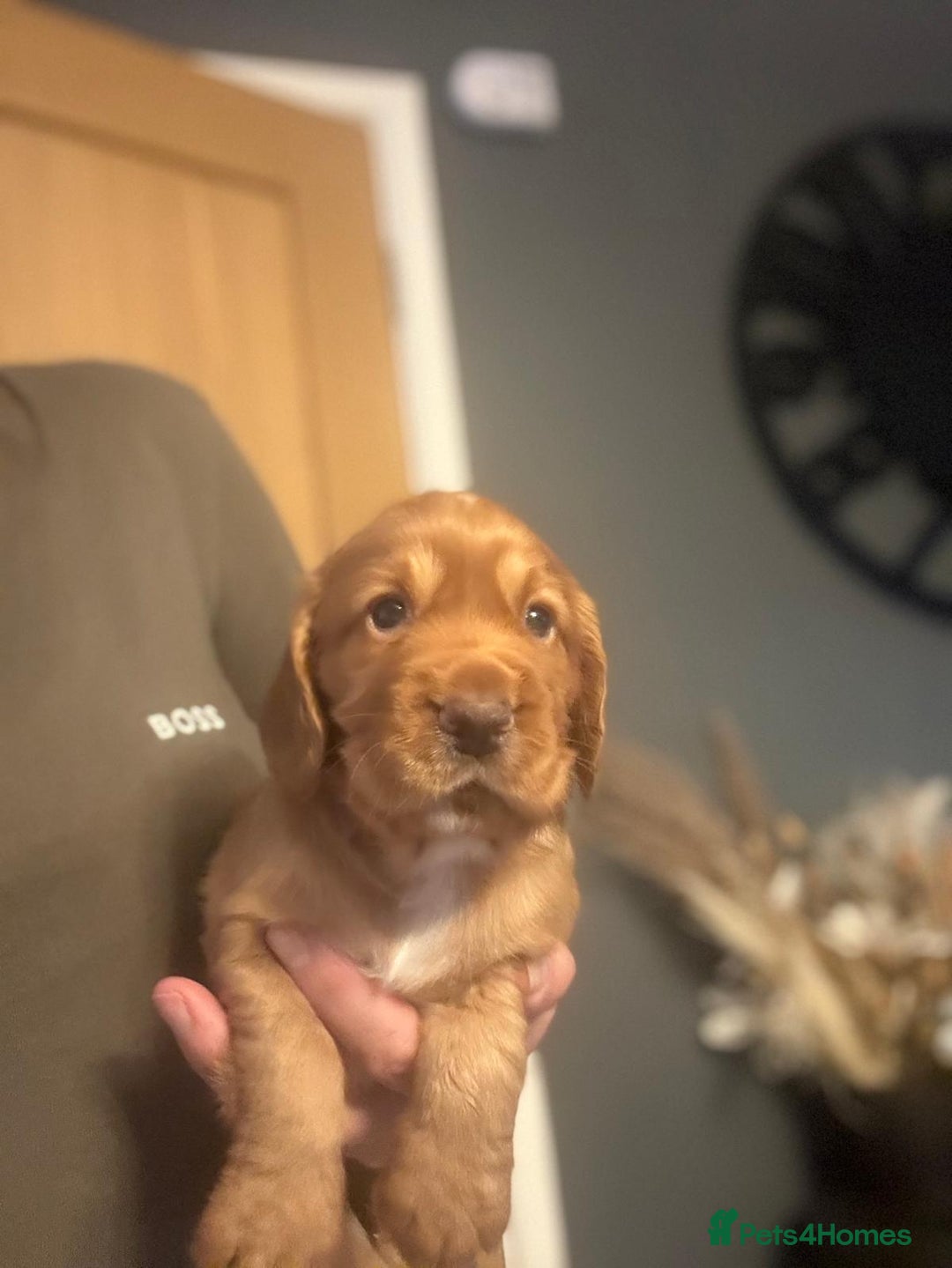 Cocker Spaniel dogs for sale: Stunning KC Working Cocker Spaniel Puppies - Image 12