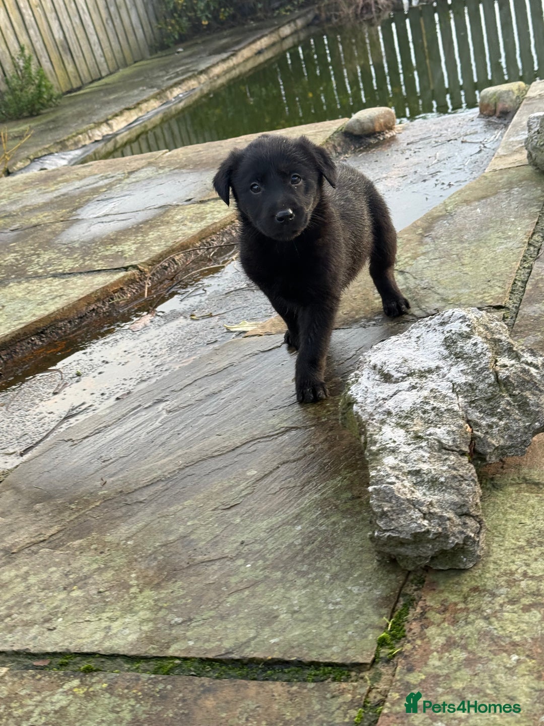 Borador dogs for sale: Fantastic vaccinated puppies - Advert 4