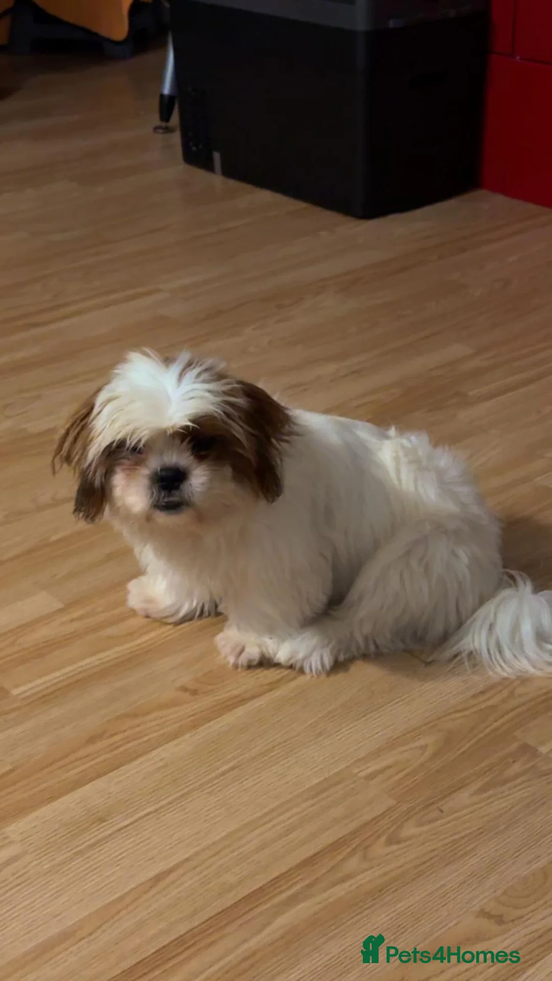 Shih Tzu dogs for sale: Shih tzu puppies  - Advert 9