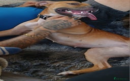 Staffordshire Bull Terrier dogs for sale: Beautiful Staffordshire Bull Terrier - Image 2