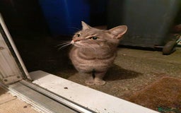 Domestic Shorthair cats for sale: Beautiful boys for sale  - Image 23