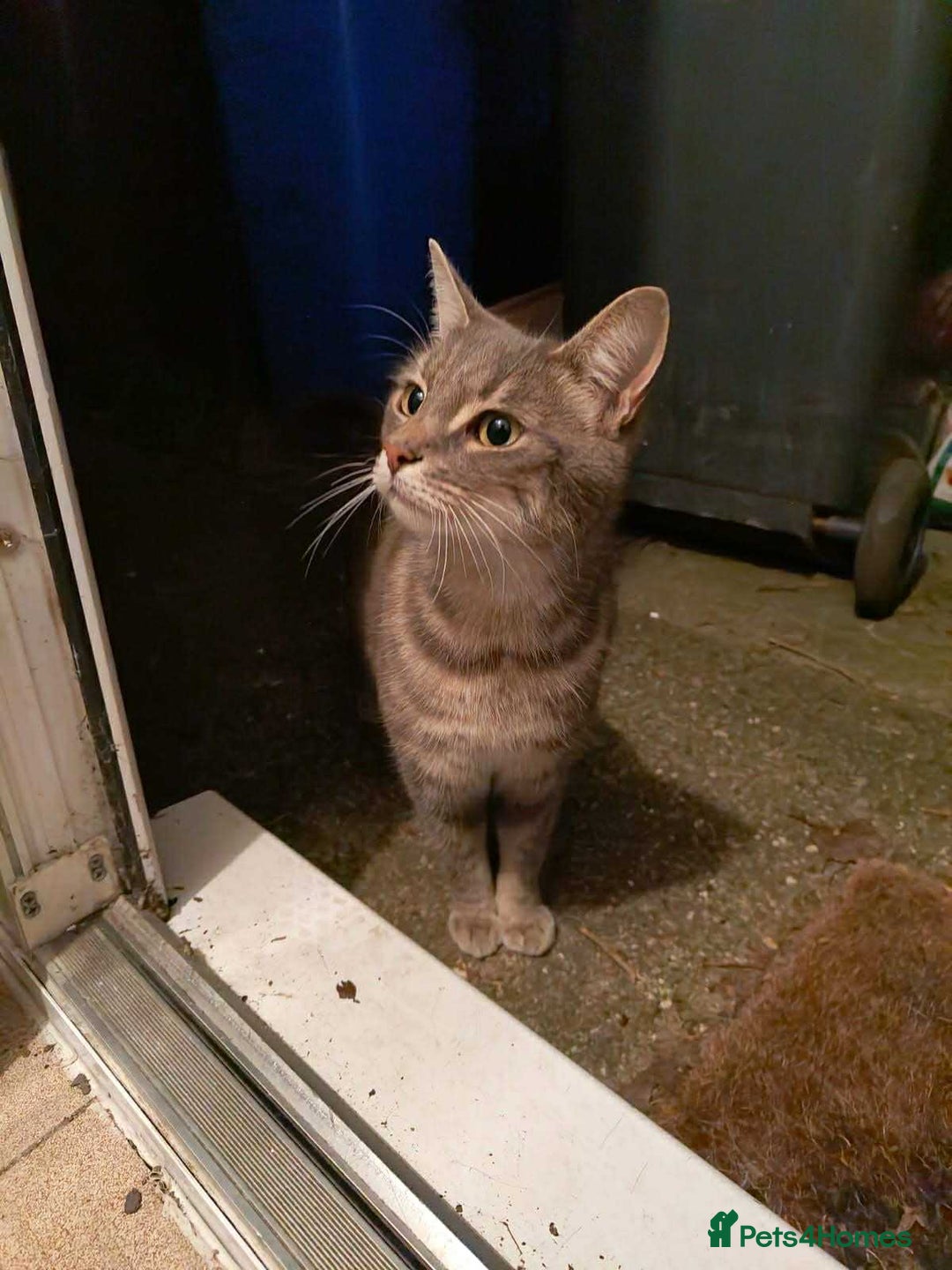 Domestic Shorthair cats for sale: Beautiful boys for sale  - Image 23