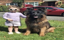 German Shepherd dogs for sale: TOP quality long coat puppies - Image 9