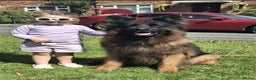 German Shepherd dogs for sale: TOP quality long coat puppies - Advert 9