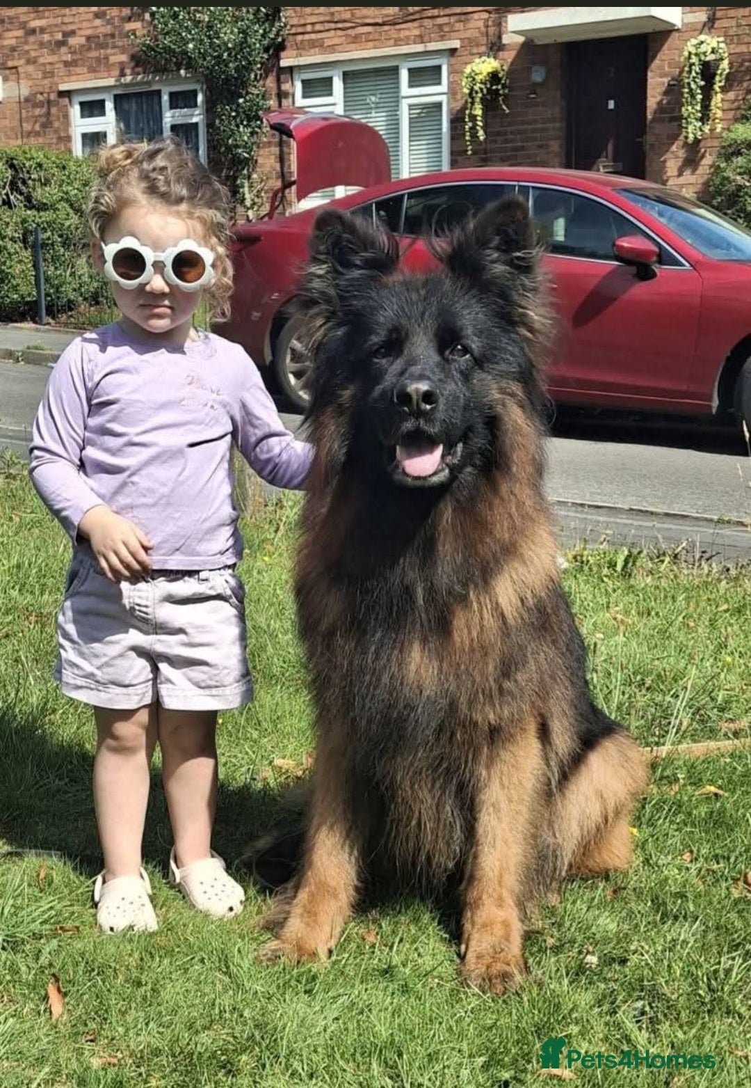 German Shepherd dogs for sale: TOP quality long coat puppies - Image 9