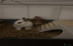 Beveren rabbits for sale: Babi and merl  - Image 4