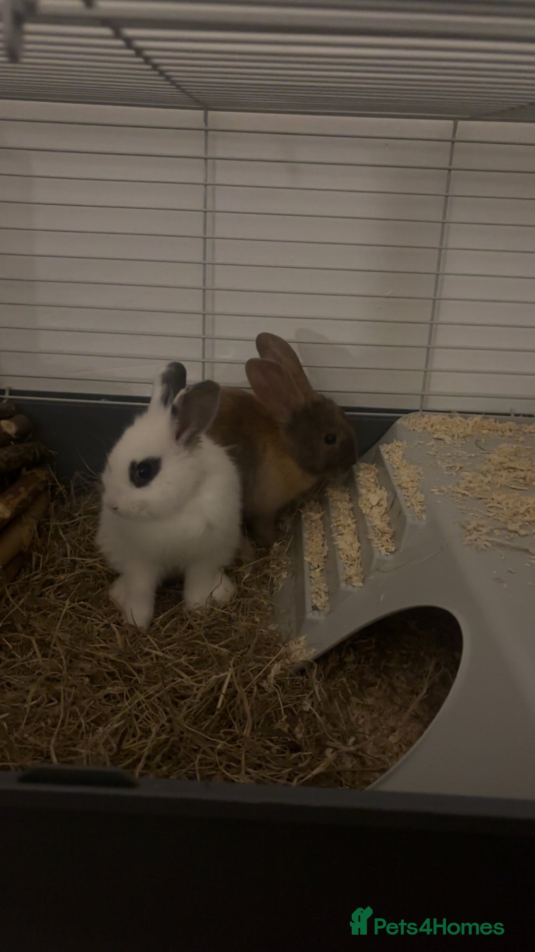 Beveren rabbits for sale: Babi and merl  - Image 4
