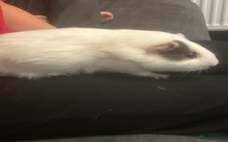 Guinea Pig rodents for sale: Boy guinea pigs  - Image 2