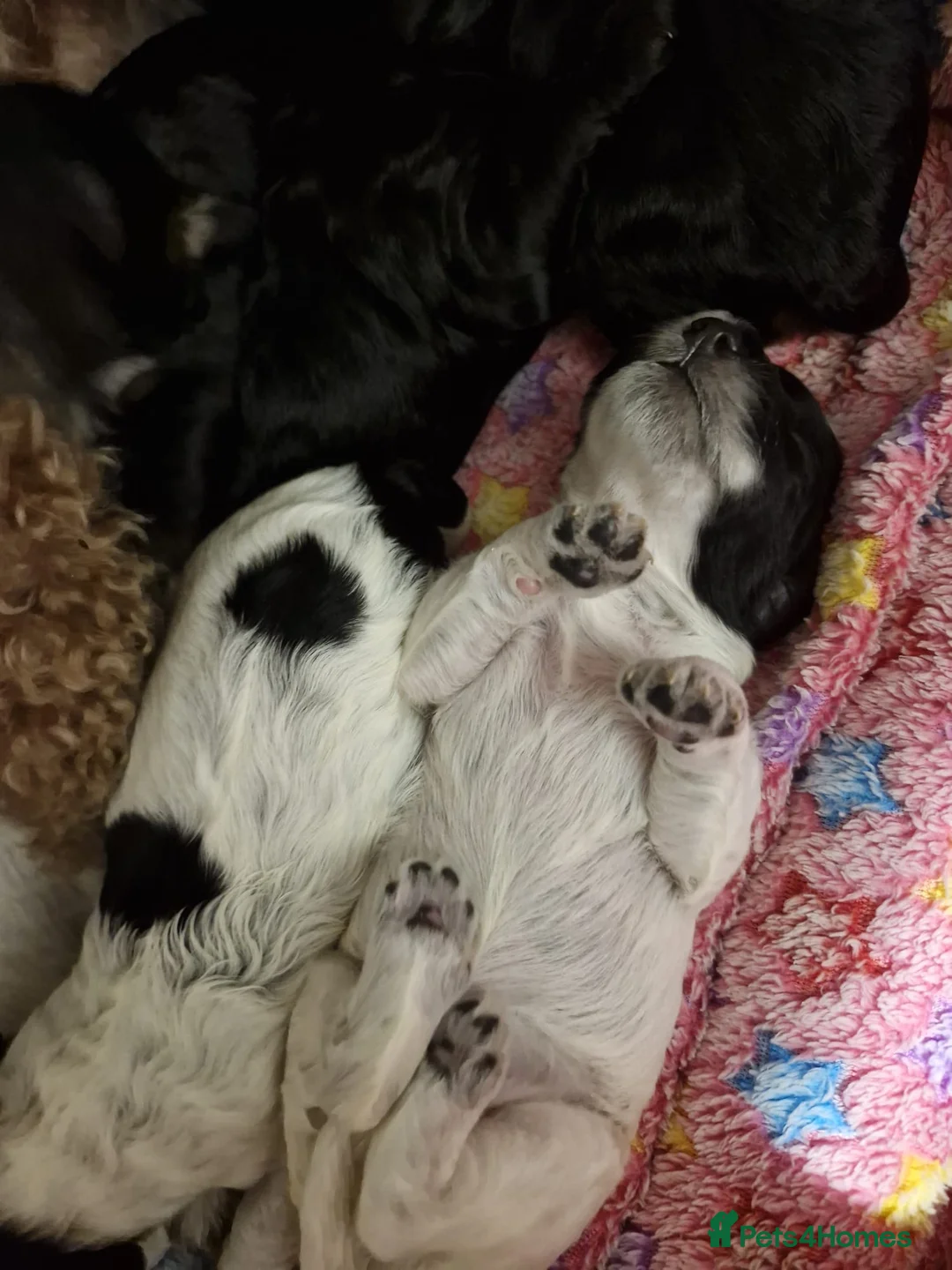 Cockapoo dogs for sale: 6 miniature Cockapoo Puppies - Advert 1