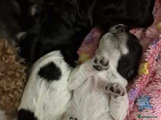 Cockapoo dogs 6 miniature Cockapoo Puppies – Due January 2026 - Advert 16