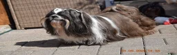 Shih Tzu dogs for stud: RKC Standard Shih Tzu - stud  - Advert 4