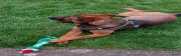 Belgian Shepherd Dog dogs for sale: 11 month old Belgium malinoisx  in Northampton - Advert 7