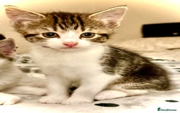 Mixed Breed cats for sale: 4 gorgeous tabby kittens - Image 24