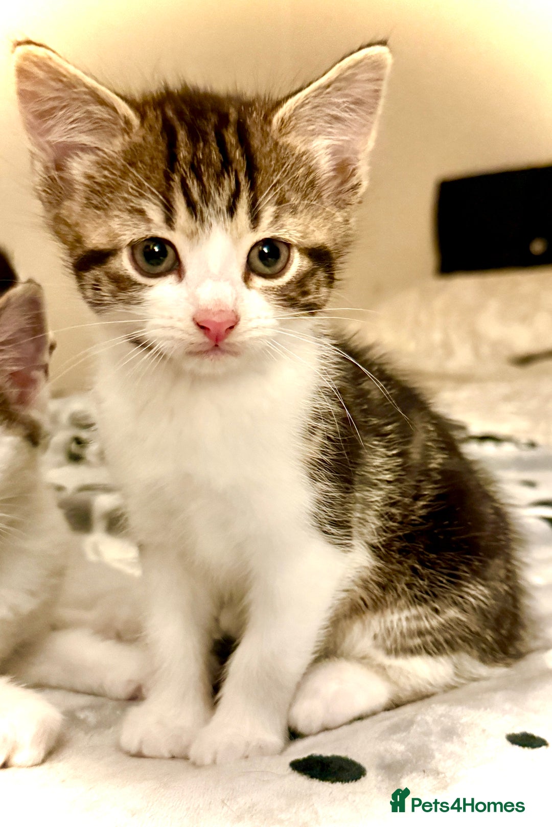 Mixed Breed cats for sale: 4 gorgeous tabby kittens - Image 24