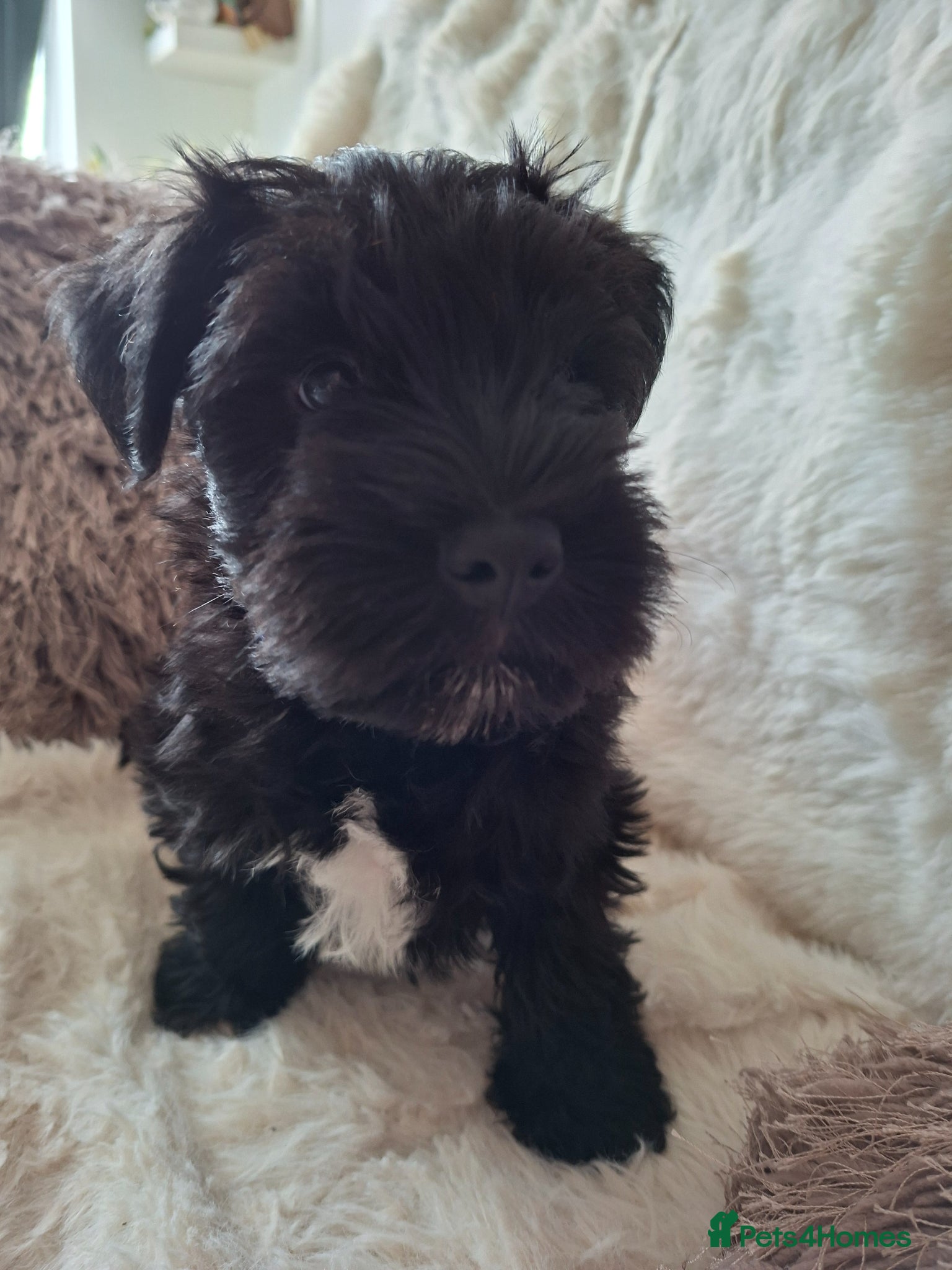 Miniature Schnauzer dogs Miniature schnauzer  - Advert 1