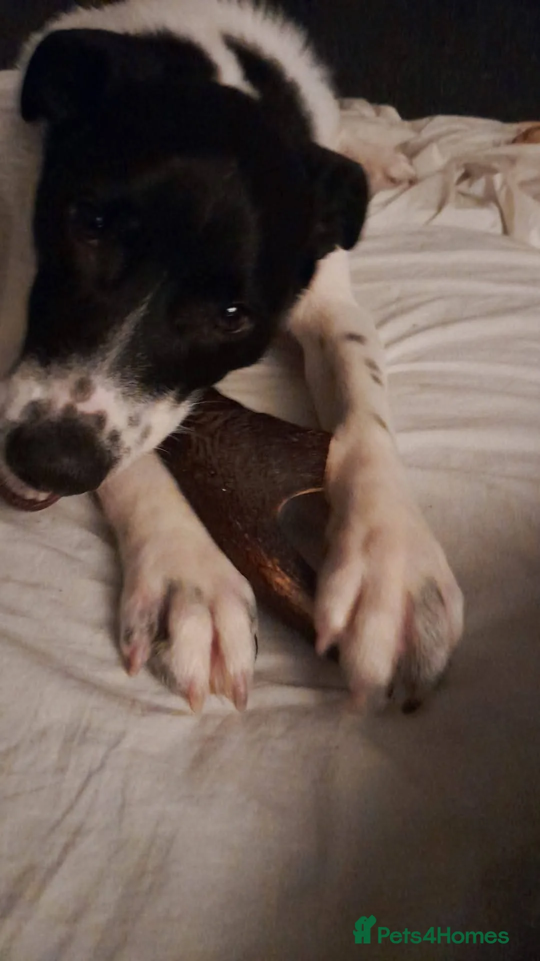 Mixed Breed dogs for adoption: Meet Rocky, currently residing in Aberdeen  - Advert 3