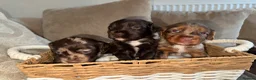 Cocker Spaniel dogs for sale: Stunning cover spaniel puppies  - Advert 4
