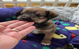 Mixed Breed dogs for sale: Schnackadoodles (Mini Schnauzer X Jackadoodle) - Image 12