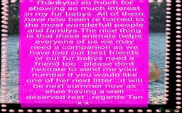 German Shepherd dogs for sale: 6 baby bears - Image 3
