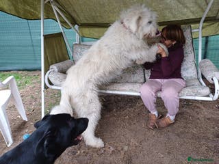 Mixed Breed dogs Meet JOJO - a superb big girl, for a Loving Home - Advert 3