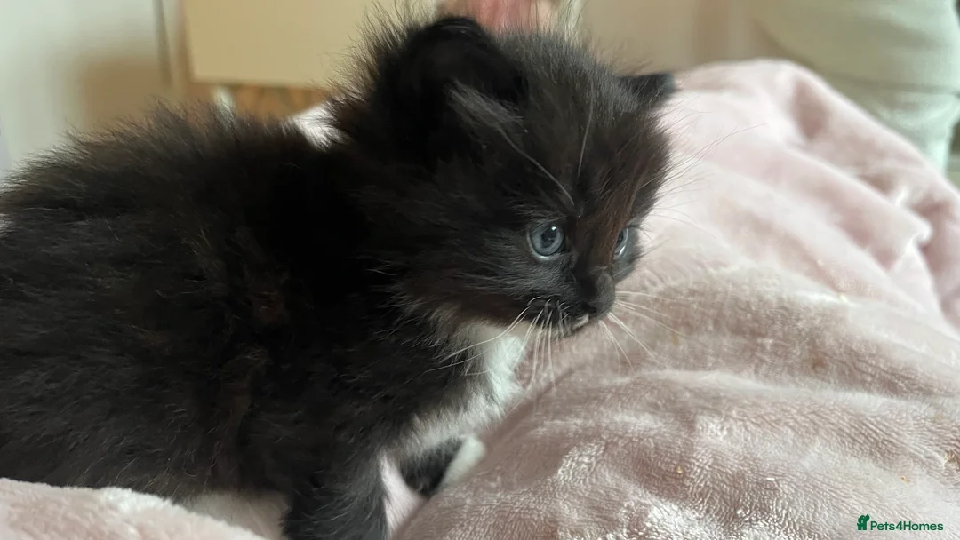 Ragdoll cats for sale:  Reserved! Ragdoll Kittens- Fluffy, Very Cuddly  - Advert 17