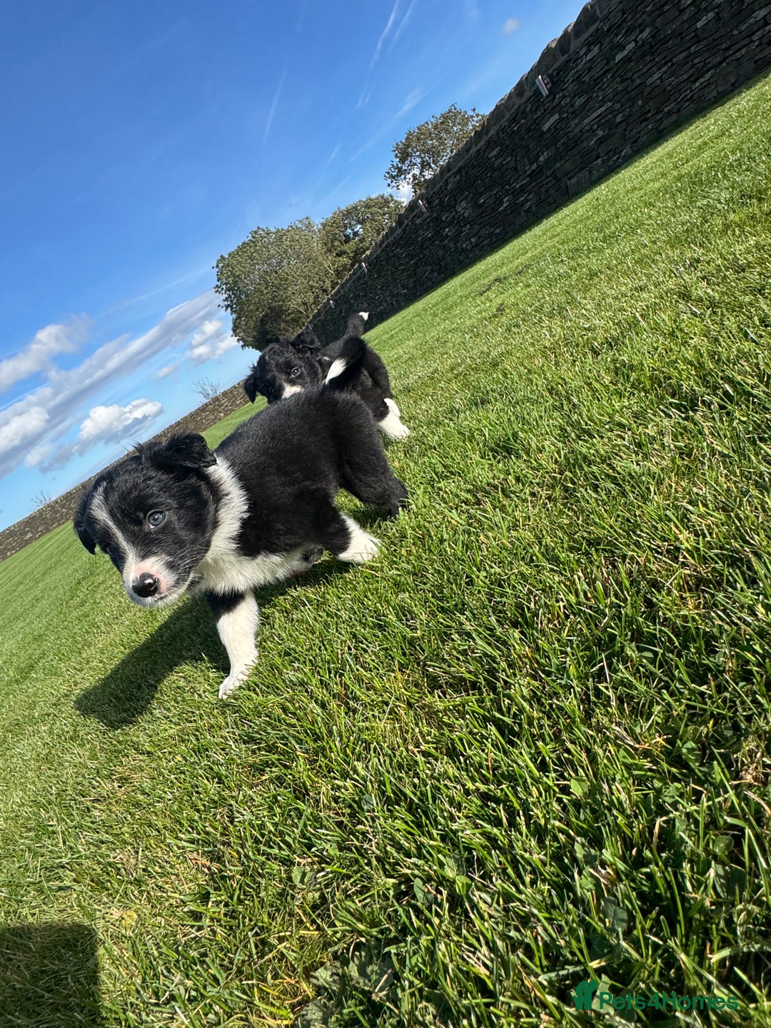 Border Collie dogs for sale: Superb litter of purebred Border Collie puppies  - Image 5