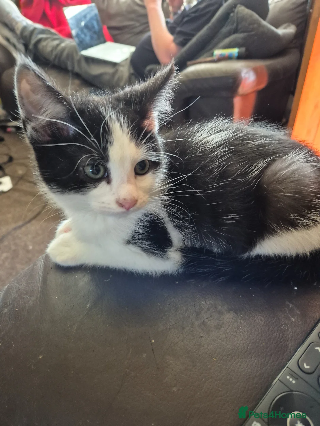 Mixed Breed cats for sale:  kittens for sale  - Advert 1