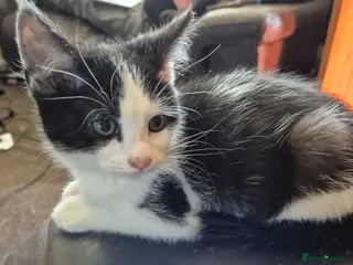 Mixed Breed cats kittens for sale - Advert 1