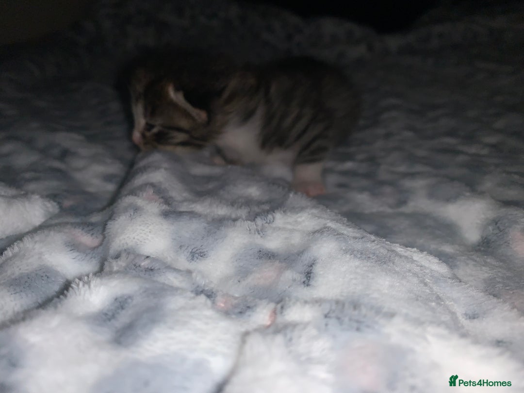 Mixed Breed cats for sale: Bright tabby’s and black kittens  - Advert 12