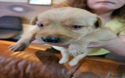 Labrador Retriever dogs for sale: KC Registered Pedigree Labrador Pups for Sale - Image 3
