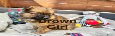 Pomeranian 6 * Brown Girl *