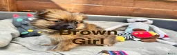 Pomeranian dogs for sale: ✨🐶 9  Beautiful Pomeranian Puppies  - Advert 20