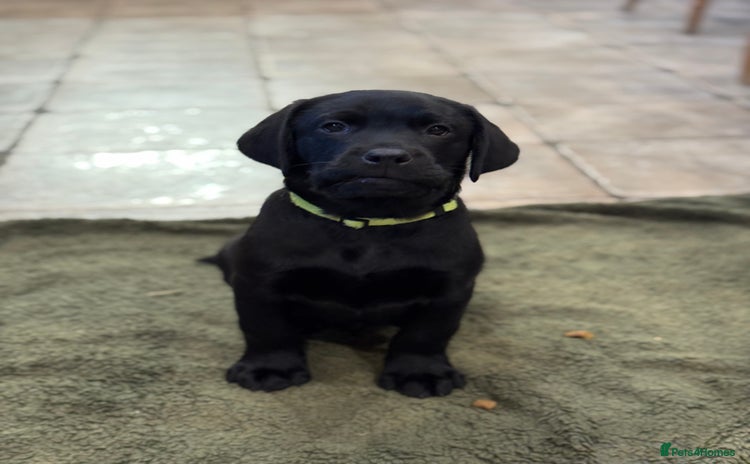 Labrador Retriever dogs - Advert 2