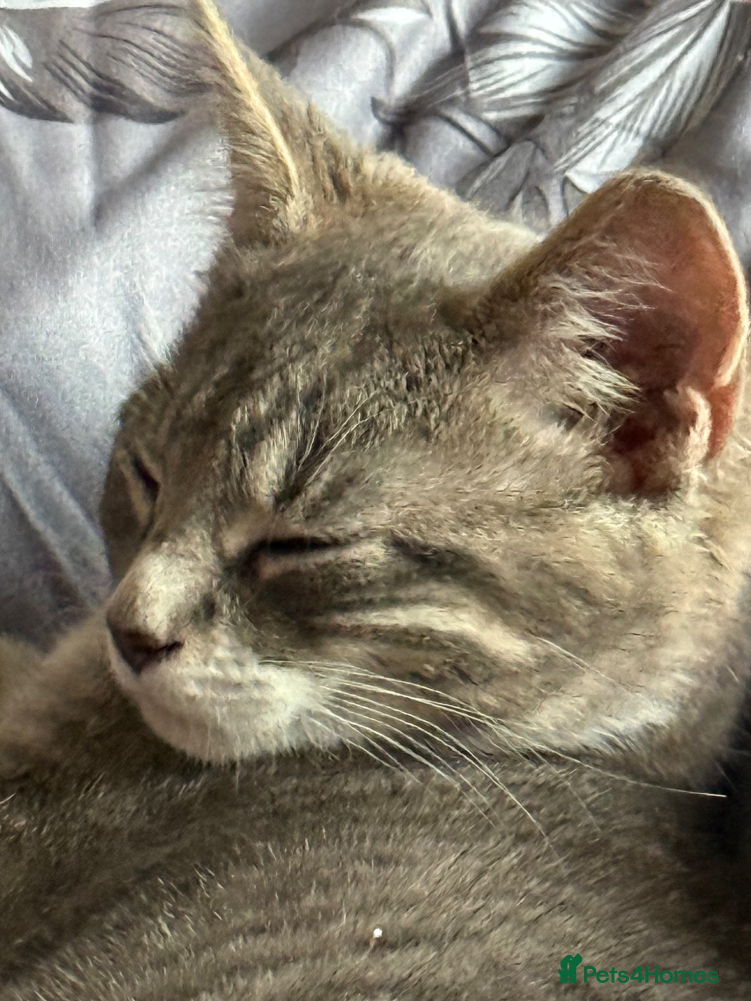 Mixed Breed cats Grey female kitten  - Advert 1