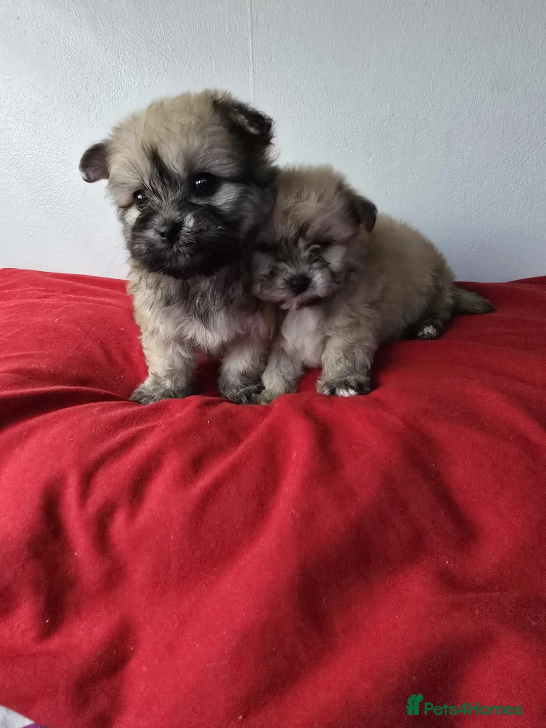 Yorkiepoo dogs for sale: Yorkiepoo puppies  - Advert 9
