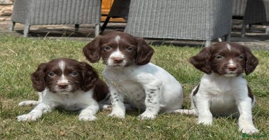English Springer Spaniel dogs - Advert 4