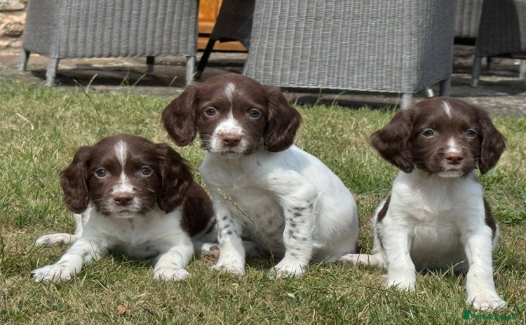 English Springer Spaniel dogs - Advert 2