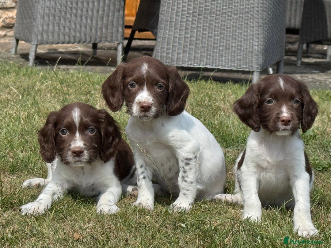 English Springer Spaniel dogs for sale: Lovely Well Bred KC English Springer Spaniels - Image 1