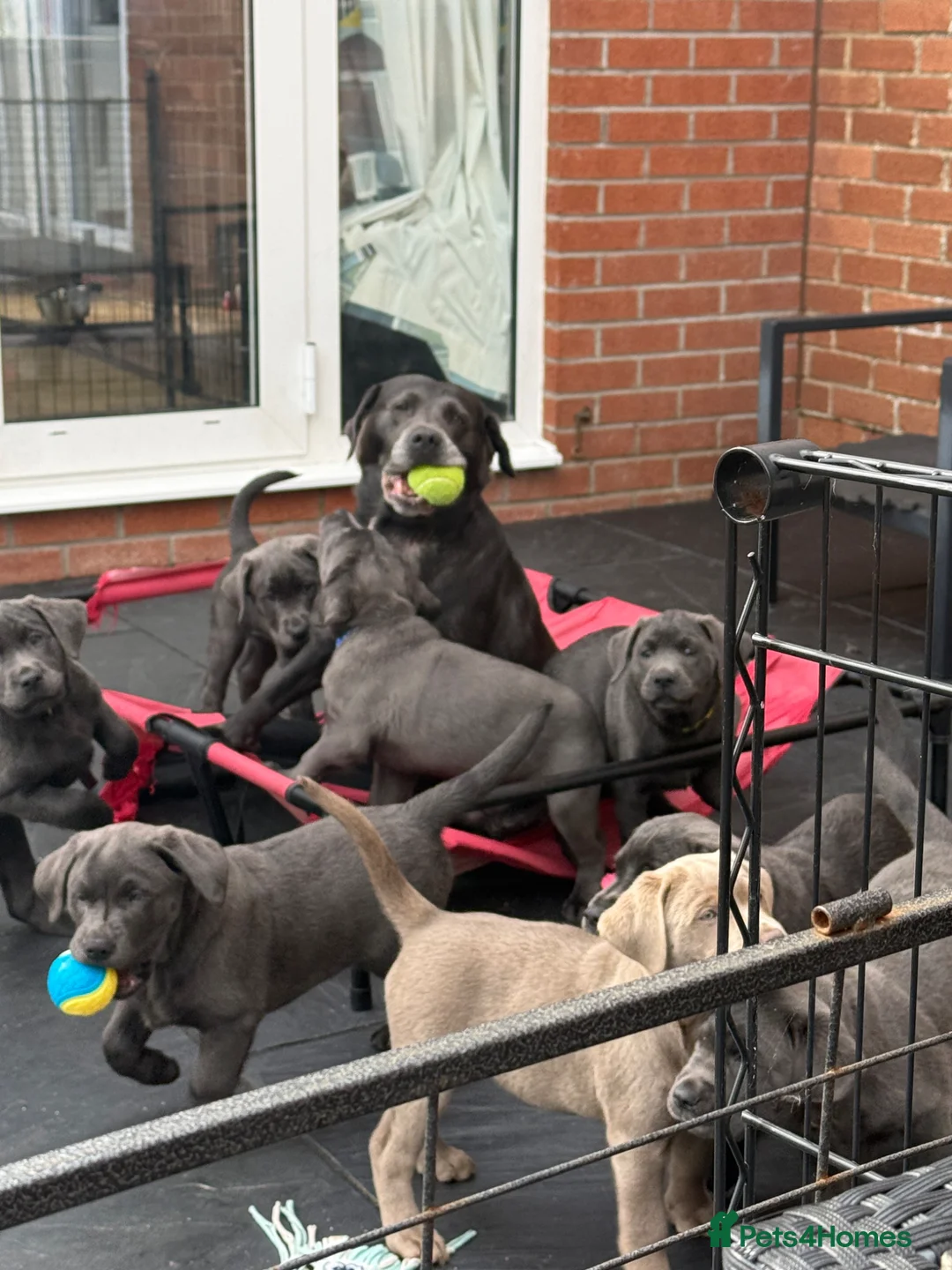 Labrador Retriever dogs for sale: READY NOW! LAST FEW BOYS KC Charcoal Labs - Tested - Advert 2